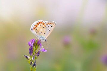 Photo of a cute butterfly in a wonderful habitat. Colorful nature background.