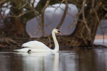 Łabędź niemy © Michal Przystas