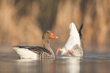 Gęś zbożowa © Michal Przystas