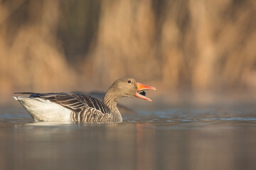 Gęś zbożowa © Michal Przystas