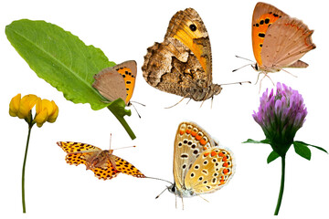 Ready to use butterflies and plants. Isolated images. White background. 