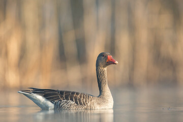Gęś zbożowa © Michal Przystas