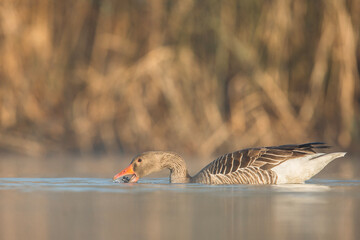 Gęś zbożowa © Michal Przystas