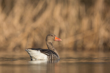 Gęś zbożowa © Michal Przystas