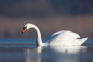 Łabędź niemy © Michal Przystas