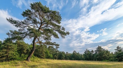 Obraz premium Serene Landscape with Pine Tree