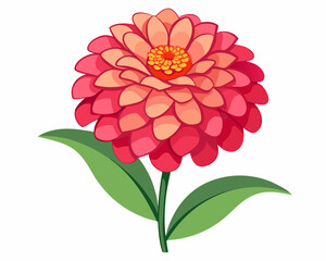 zinnia flower vector illustration on a white background