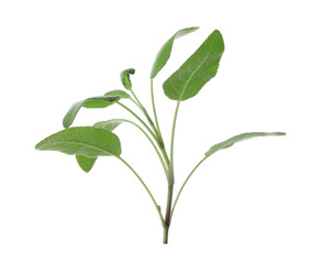 Branch of sage plant with green leaves isolated on white