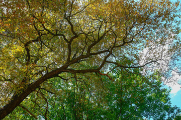 Branches of beautiful trees with green leaves outdoors, bottom view