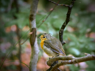 A young robin sitting on a branch in a green forest.