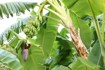 Tropical tree with green leaves and ripening bananas outdoors