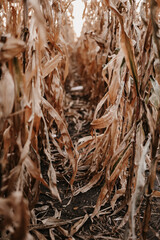 Agriculture. Dried out corn field. Food Crisis, Global Warming, Drought. Plantation lack of irrigation. Ripe yellow corn at harvesting season. Industrial concept