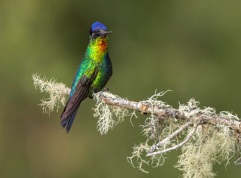 Fiery-Throated Hummingbird Perched on Mossy Branch in Nature