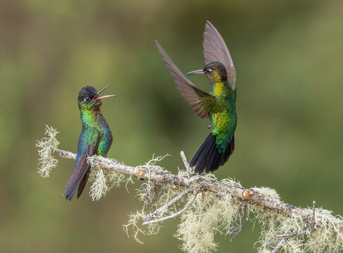 Two Vibrant Hummingbirds Interacting on a Mossy Branch