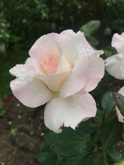 A pink rose with raindrops growing in a flower bed. A rose in a flower bed