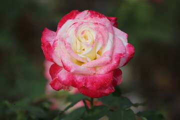 Beautiful pink rose on a green background. Close up.