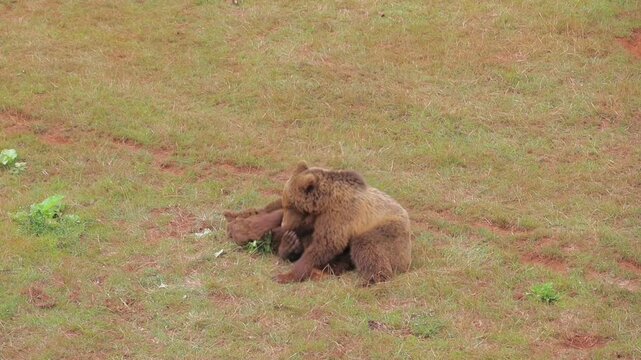 osos jugando en el parque de la naturaleza de cabarceno