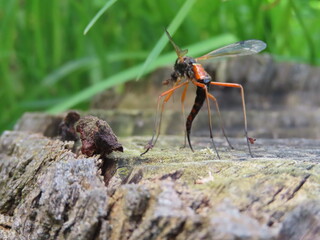 red ant on the ground