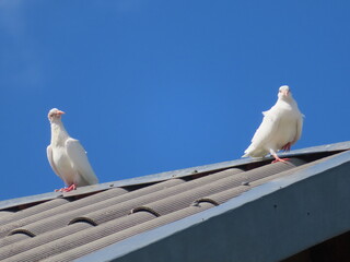 two white doves on the roof