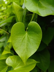 close up of heart shaped green leaf showing mother nature's love and environmental Beauty