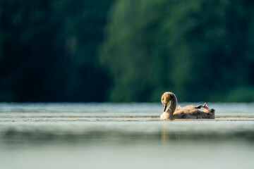 Young cygnet floating peacefully on a calm lake with a lush forest background