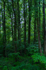 Obraz premium The old town of Luxembourg city