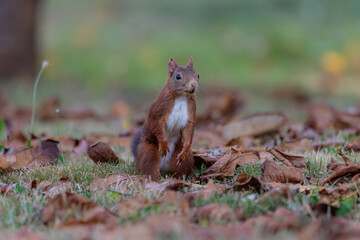 A European Red squirrel (Sciurus vulgaris) foraging for walnuts on autumn leaf covered ground.