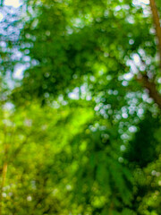 Fototapeta premium Blur nature bokeh |Green texture background, Photos blurred and bokeh under the tree 