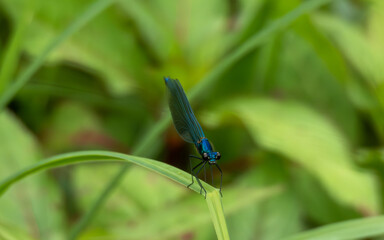 Dragonflies are agile fliers with long bodies, transparent wings, and large eyes. Found near water, they feed on insects and are known for their vivid colors and hovering flight patterns.