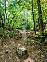Chemin de randonn&eacute;e dans la foret