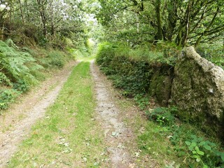 Fototapeta premium Chemin verdoyant menant au cœur de la forêt de Huelgoat en bretagne