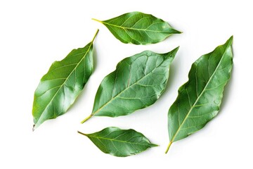 A collection of green leaves arranged on a white background, suitable for use in nature-inspired designs or as a symbol of growth and renewal