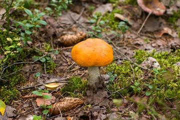 aspen trees, a white mushroom growing nearby and a sprig of red lingonberry, Autumn forest landscape