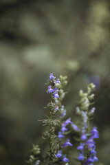 bee on lavender