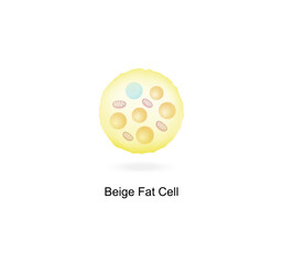 Beige fat cells. Adipocytes. Lipid droplets. Adipose tissue. Vector illustration.