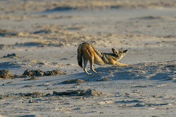 Solitary jackal in on the desert of Botswana