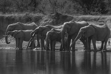 Black and white photo of several elephants drinking water from local watering hole in Botswana