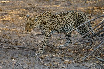  Solitary leopard walking in the wilderness, Botswana