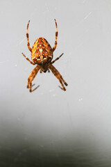 garden cross spider on the web