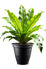 Bird's Nest Fern Asplenium nidus on pot isolated on white