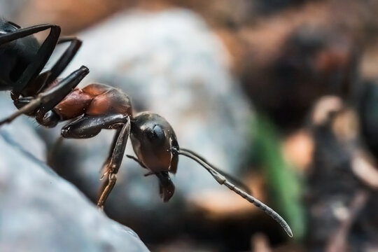 Ultra macro photo, close-up portrait of small ant with head and antennae. Micro world, small invertebrates in nature.