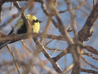 yellow wagtail on a branch