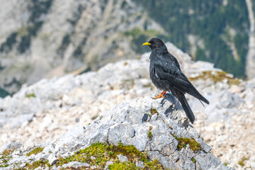 An alpine chough stands on a rugged rock, surrounded by the stunning scenery of the mountains. With its glossy black feathers and bright yellow bill, it surveys the landscape below.