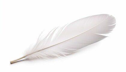 white feather isolated on white