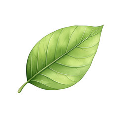 Obraz premium A vibrant green leaf showcasing detailed veins and a natural texture, perfect for nature-themed designs and organic concepts. watercolor style