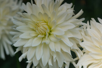 White dahlia flower background