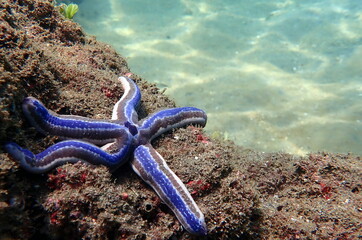 Costa Rica sea life