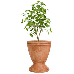 3d render plant in the pot vase with transparent background