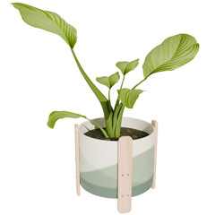 3d render plant in the pot vase with transparent background