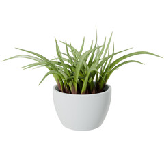 3d render plant in the pot vase with transparent background